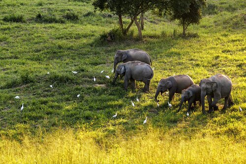 ช้างป่า ทุ่งหญ้า อุทยานแห่งชาติกุยบุรี