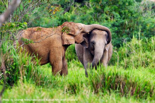 ช้างป่า อุทยานแห่งชาติกุยบุรี